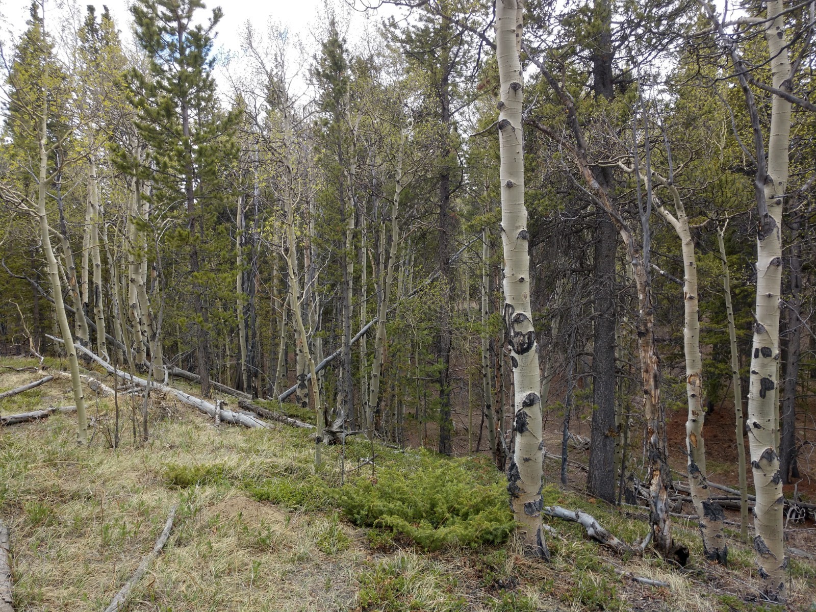 317 Skidoo Road Fairplay, CO 80440 - Photo 10 of 31 Gallery Image 10
