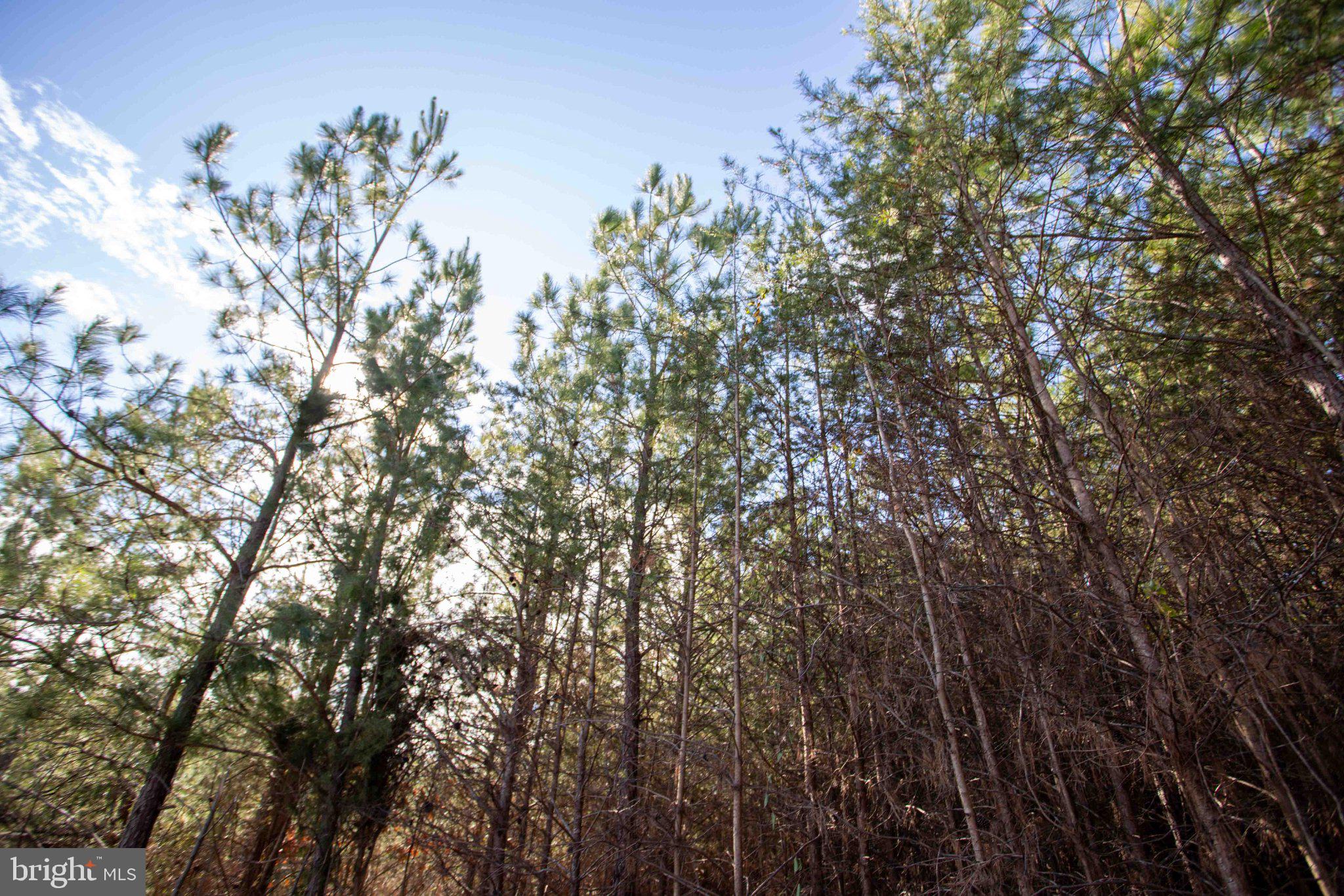 Tbd West Tbd W Gretna, Unit 1 Sandy Level, VA 24161 - Photo 6 of 76