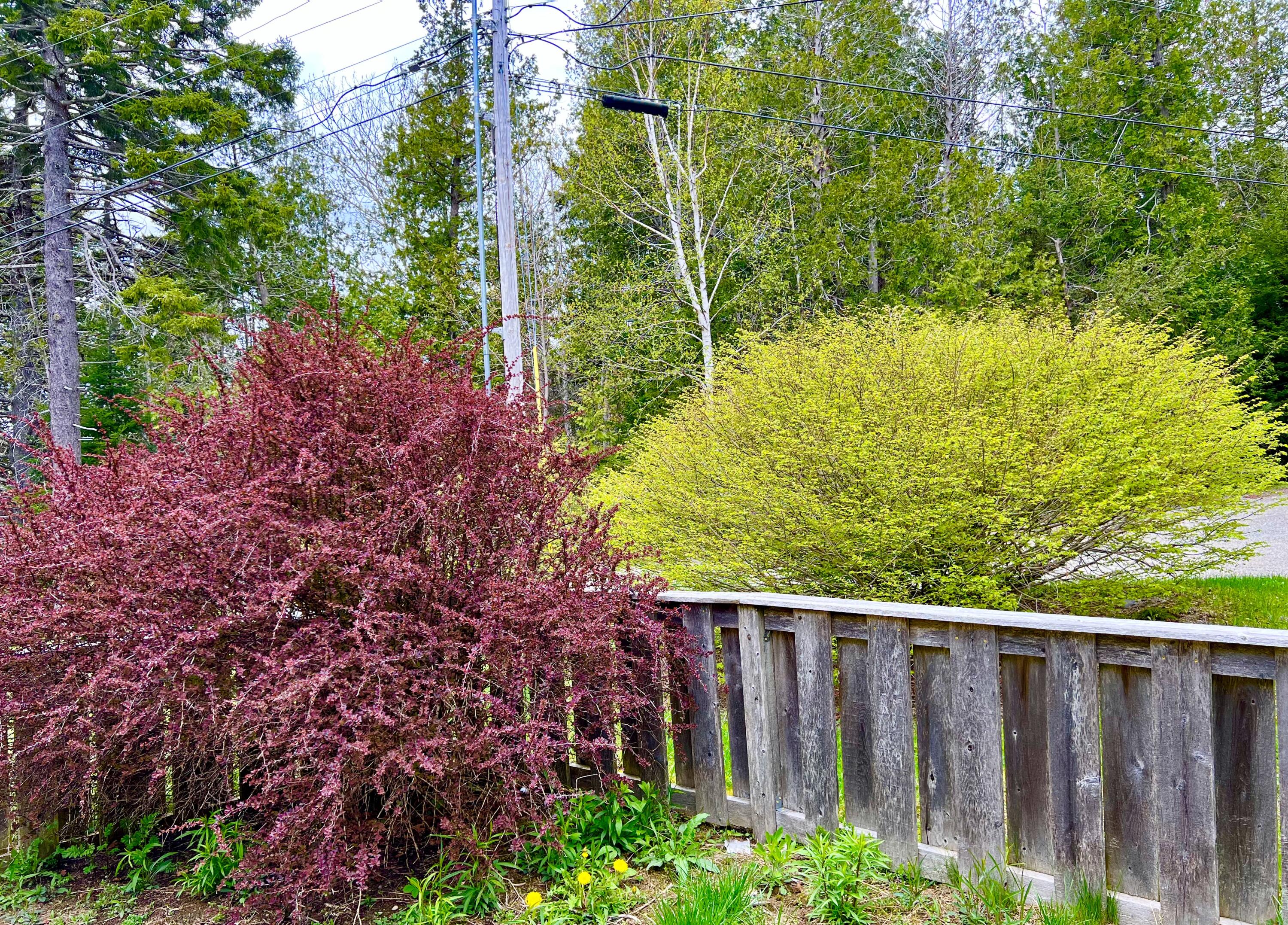 15 Miles Road Seal Cove, ME 04674 - Photo 52 of 64 Front yard