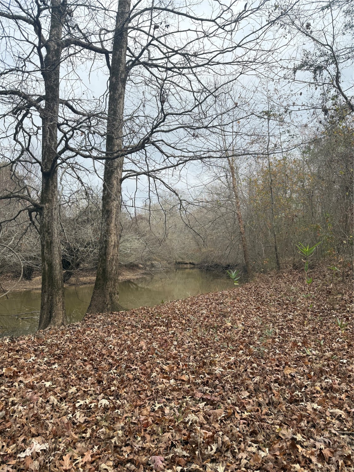 7525 East State Highway East Gilmer, TX 75645 - Photo 13 of 19 a view of a yard next to a large tree