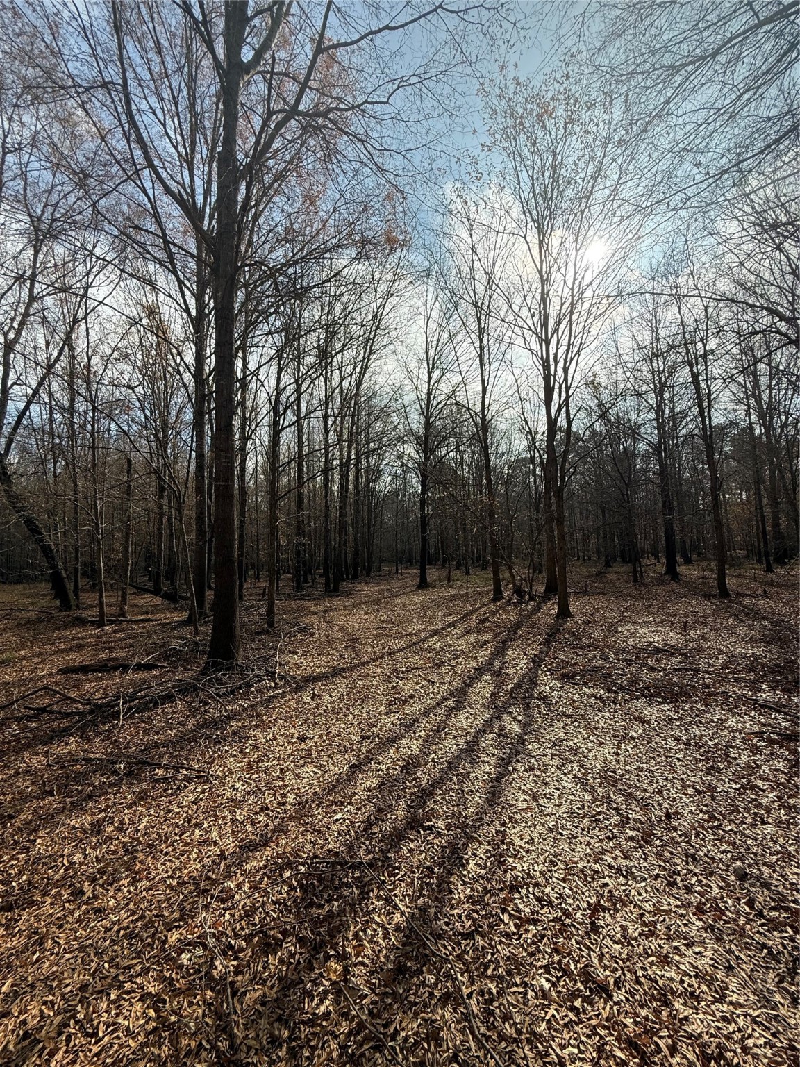 7525 East State Highway East Gilmer, TX 75645 - Photo 15 of 19 a backyard of a house with lots of green space