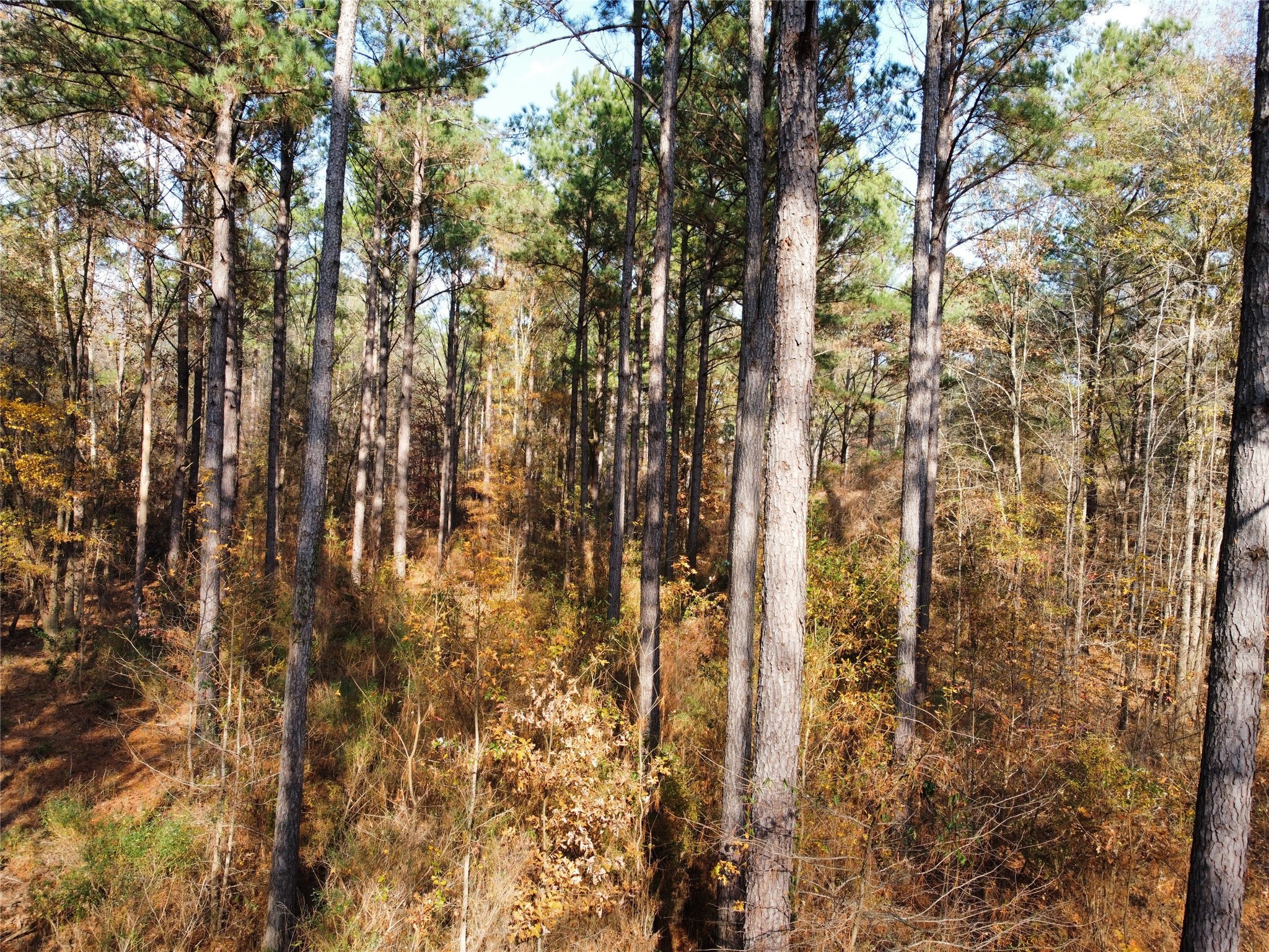 7525 East State Highway East Gilmer, TX 75645 - Photo 3 of 19