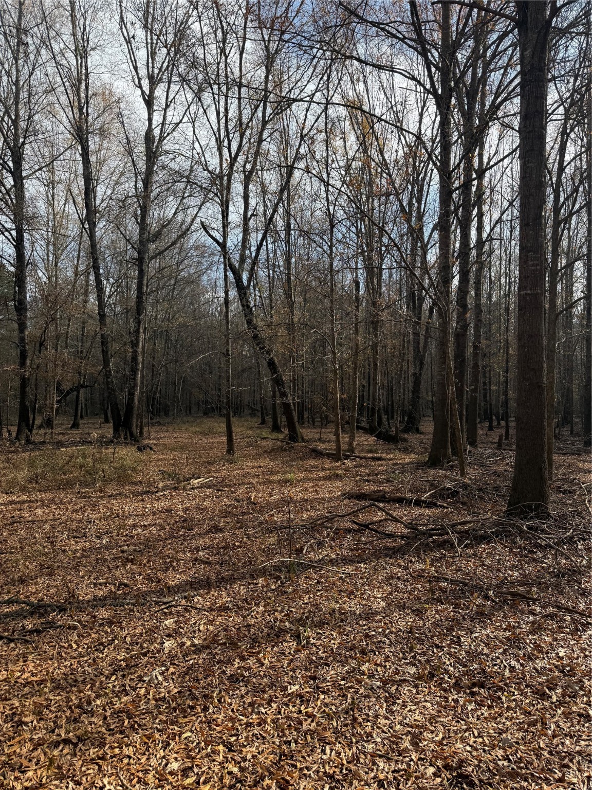 7525 East State Highway East Gilmer, TX 75645 - Photo 5 of 19 a view of a backyard with trees