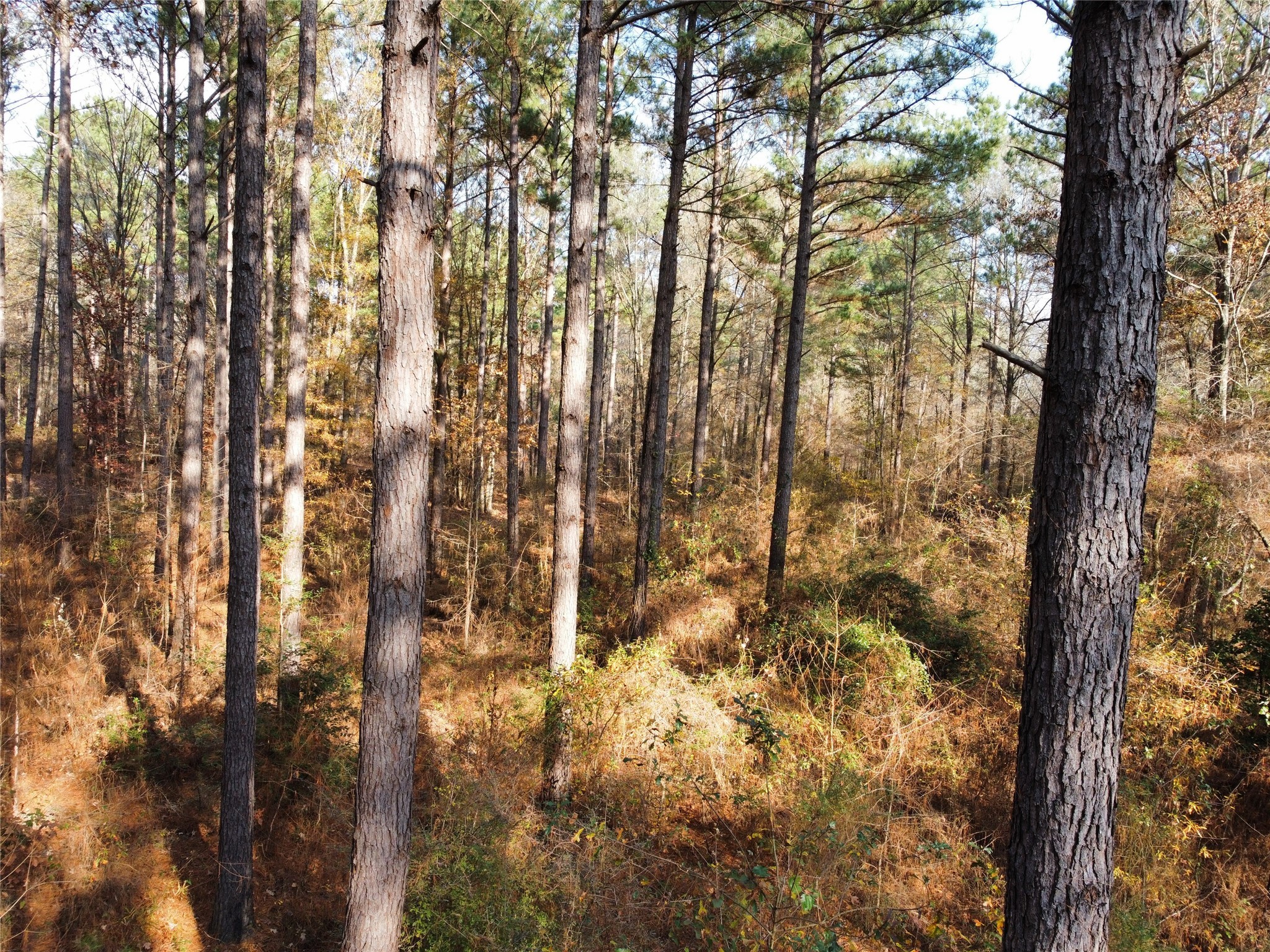7525 East State Highway East Gilmer, TX 75645 - Photo 7 of 19 a view of forest