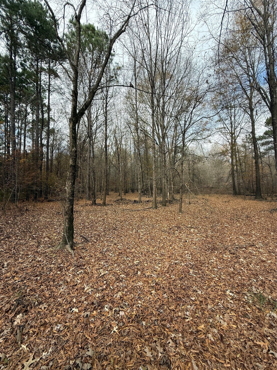 7525 East State Highway East Gilmer, TX 75645 - Photo 9 of 19 a backyard of a house with lots of green space