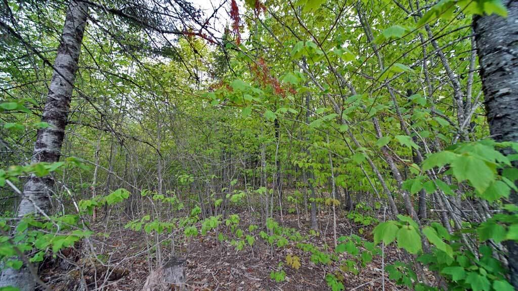Lot 18 Monument Road Amity, ME 04471 - Photo 19 of 29 18-b-monument-rd-amity-8