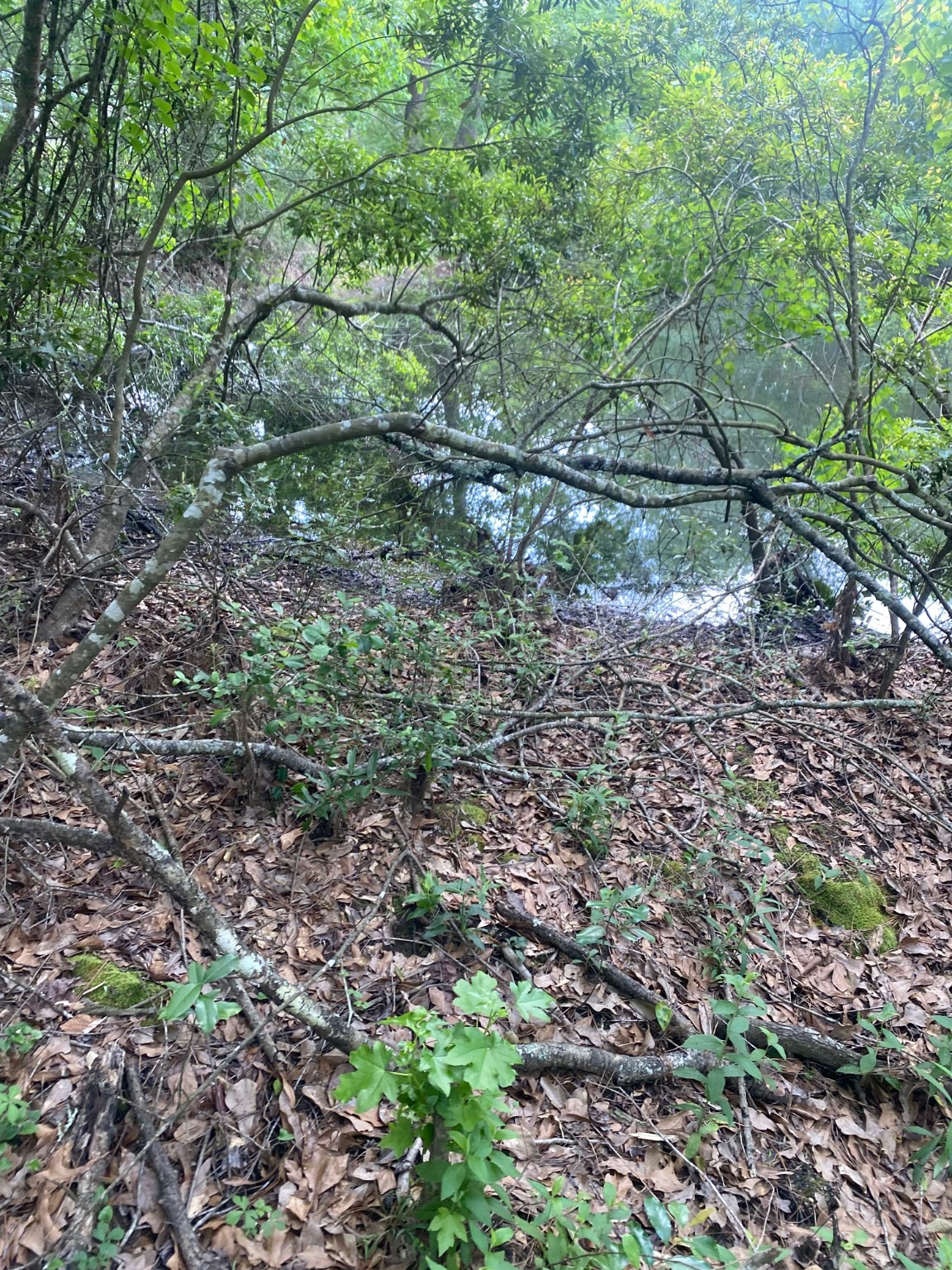 Tbd Drivers Road Splendora, TX 77372 - Photo 18 of 18