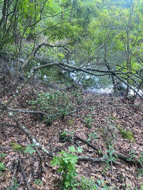 Tbd Drivers Road Splendora, TX 77372 - Photo 18 of 18 a view of a yard with a tree