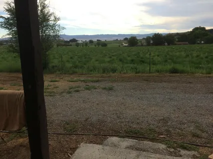 a view of a yard with a large tree