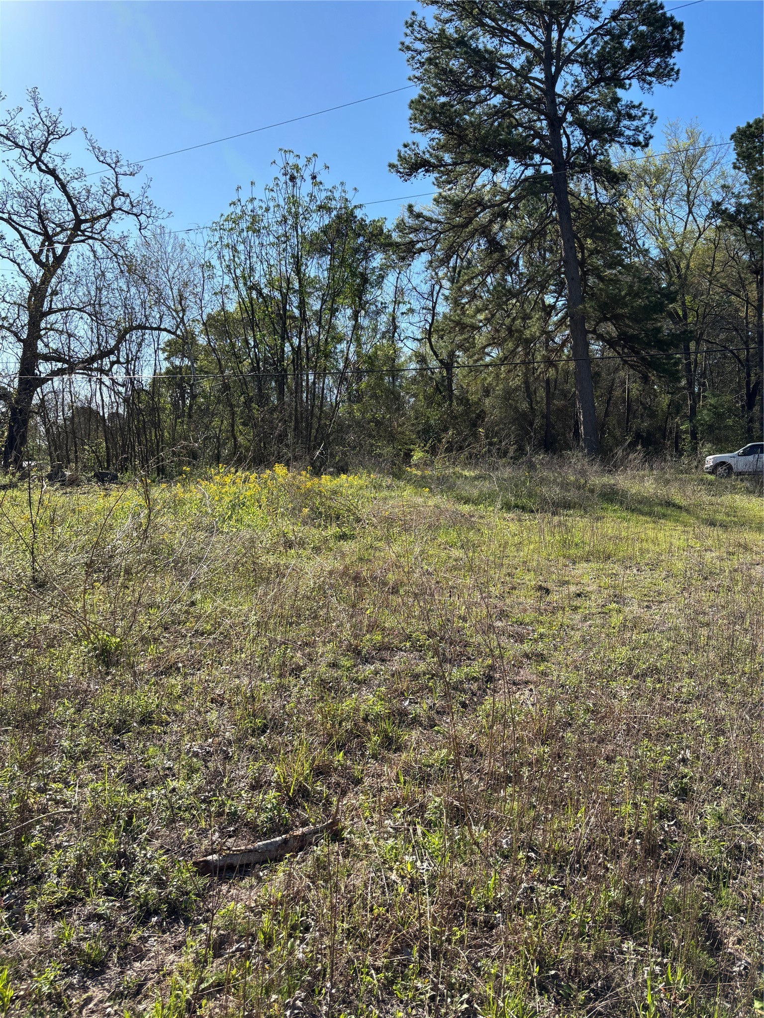 373 Johnson Road Huntsville, TX 77320 - Photo 11 of 12 Looking back towards the road.