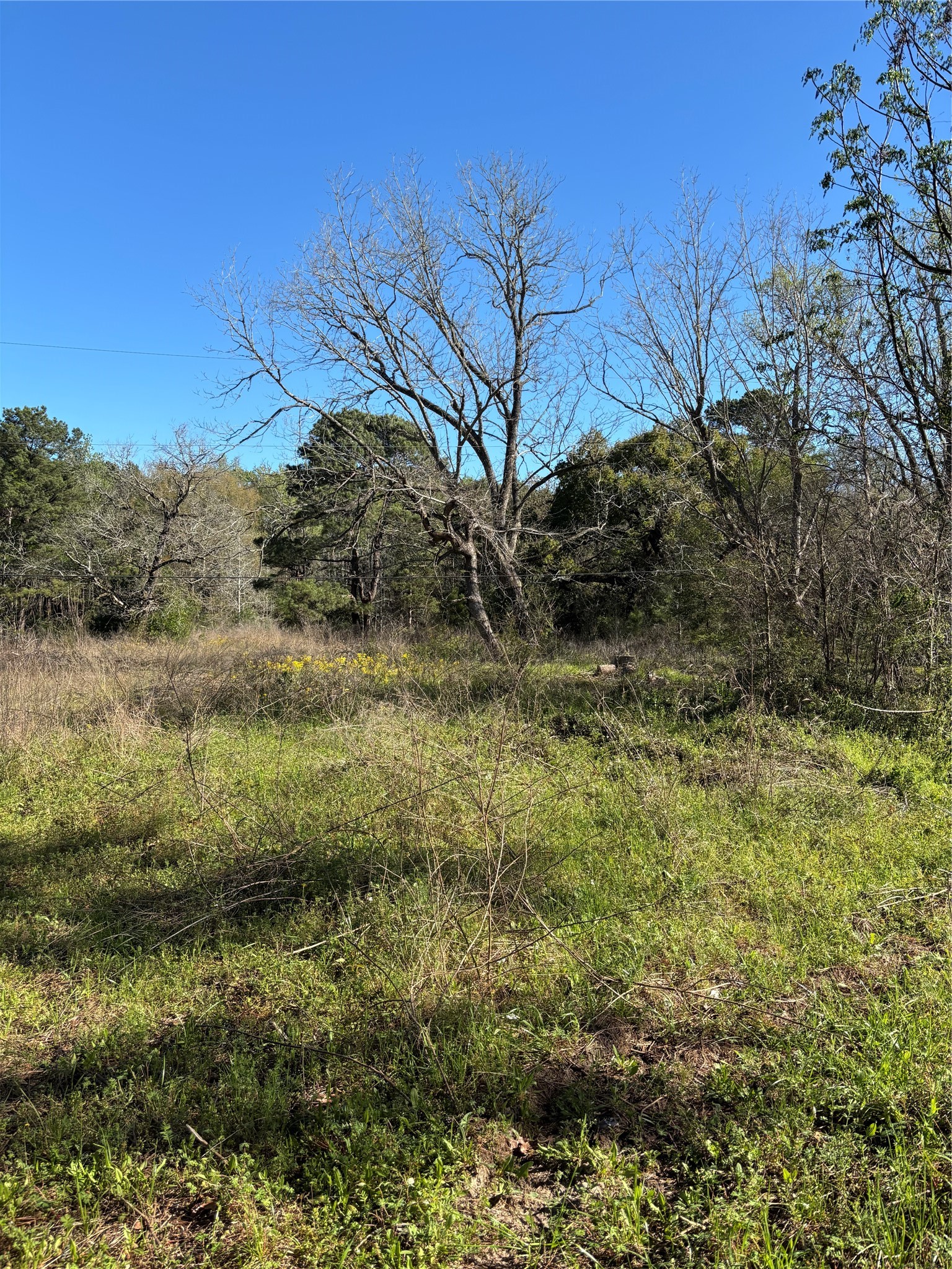 373 Johnson Road Huntsville, TX 77320 - Photo 3 of 12 There are even berry bushes peaking through the grass.