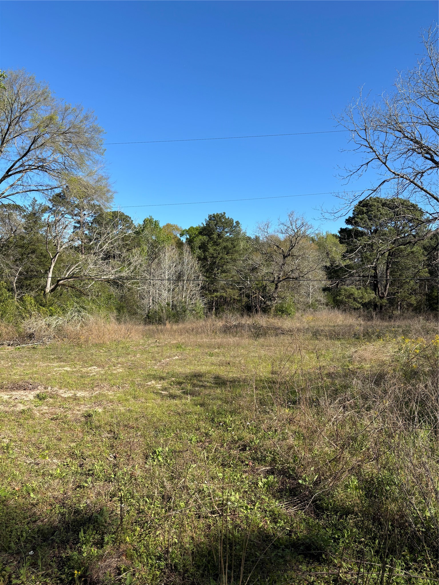 373 Johnson Road Huntsville, TX 77320 - Photo 4 of 12 This is the beginning of the cleared area for your new home.
