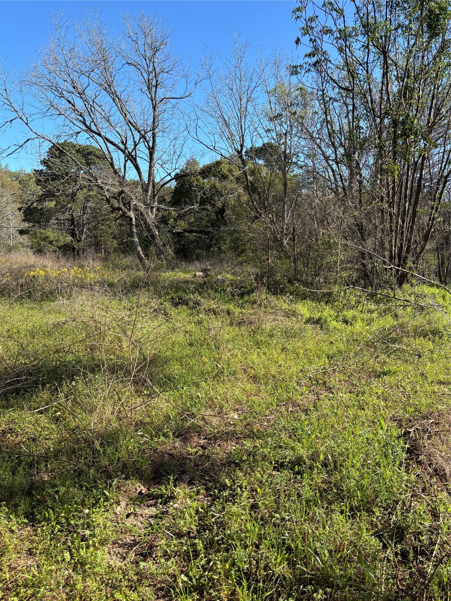 373 Johnson Road Huntsville, TX 77320 - Photo 5 of 12 East side of the property.