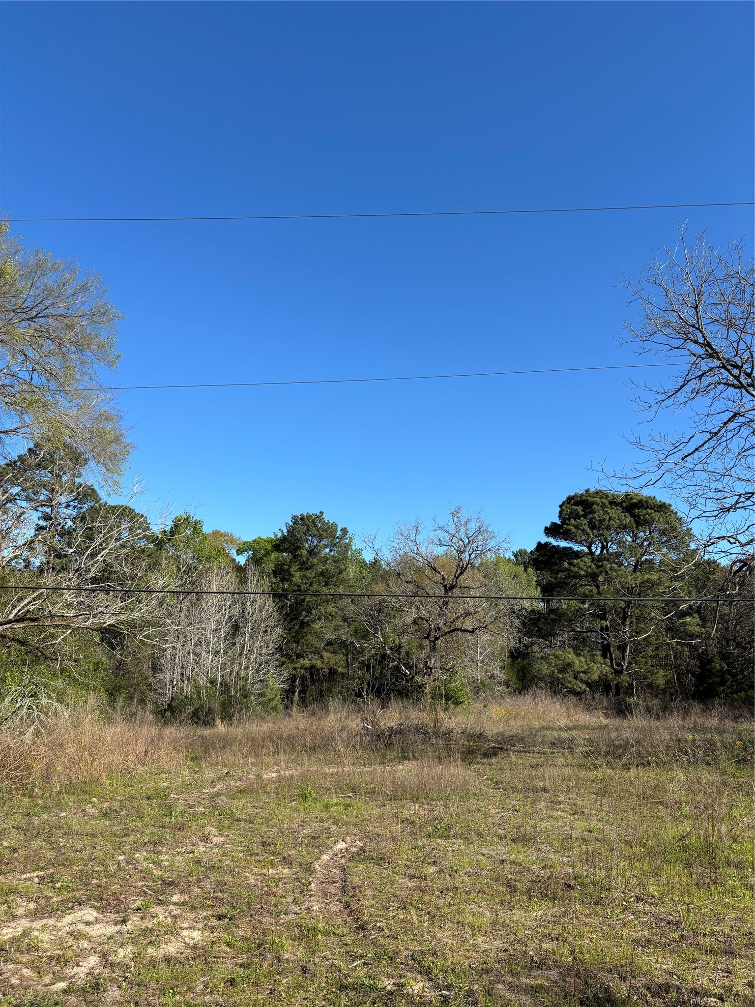 373 Johnson Road Huntsville, TX 77320 - Photo 6 of 12 More of the cleared area for your homesite.