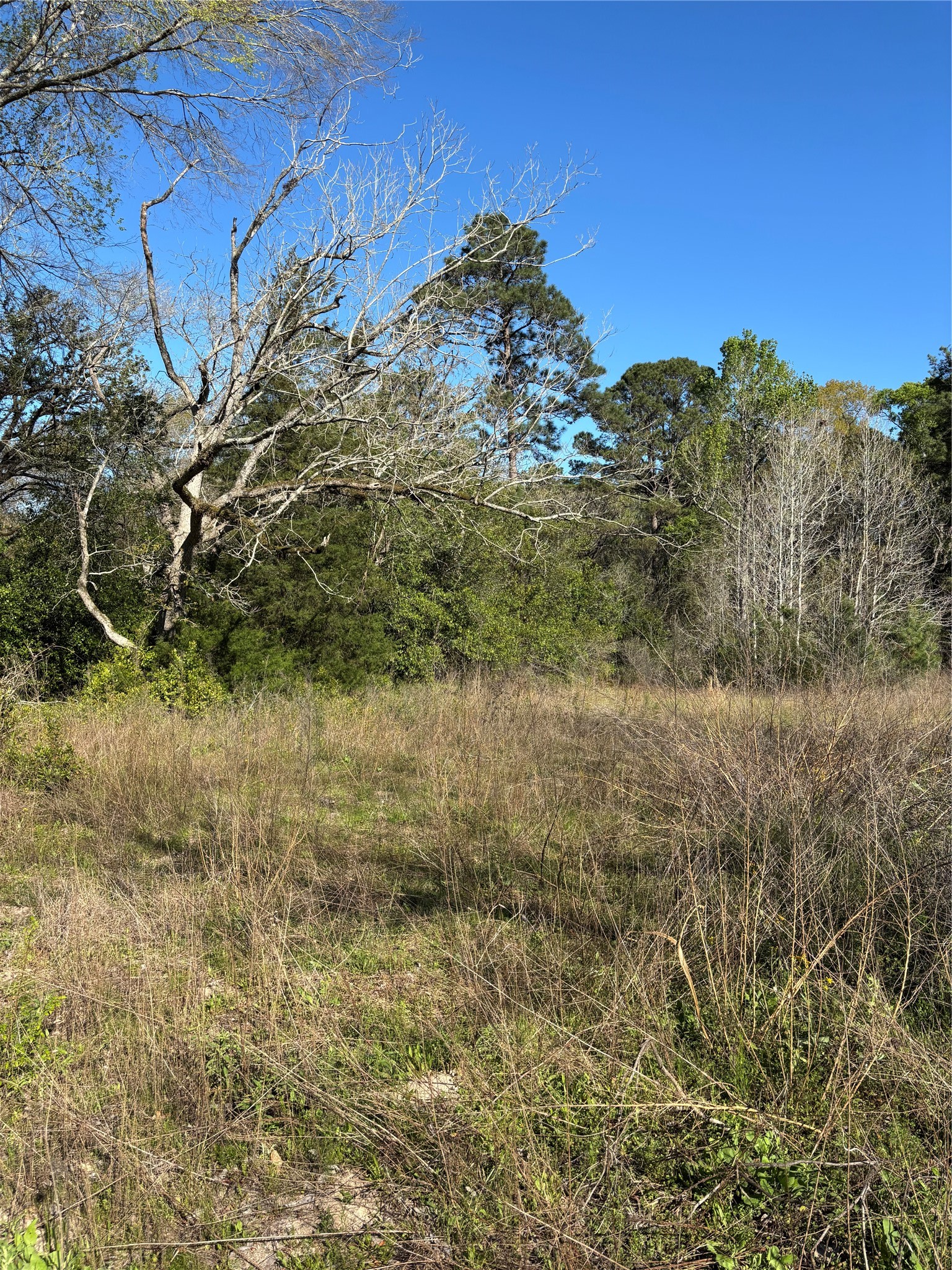 373 Johnson Road Huntsville, TX 77320 - Photo 7 of 12 You can't see it clearly, but there are deer tracks in the sandy area.