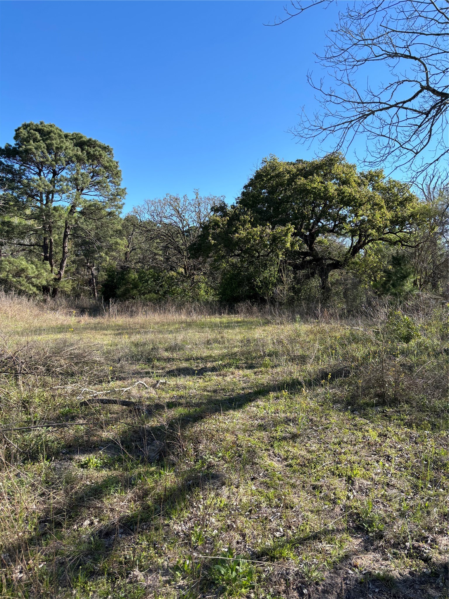 373 Johnson Road Huntsville, TX 77320 - Photo 8 of 12 Looking to the back of the cleared area.