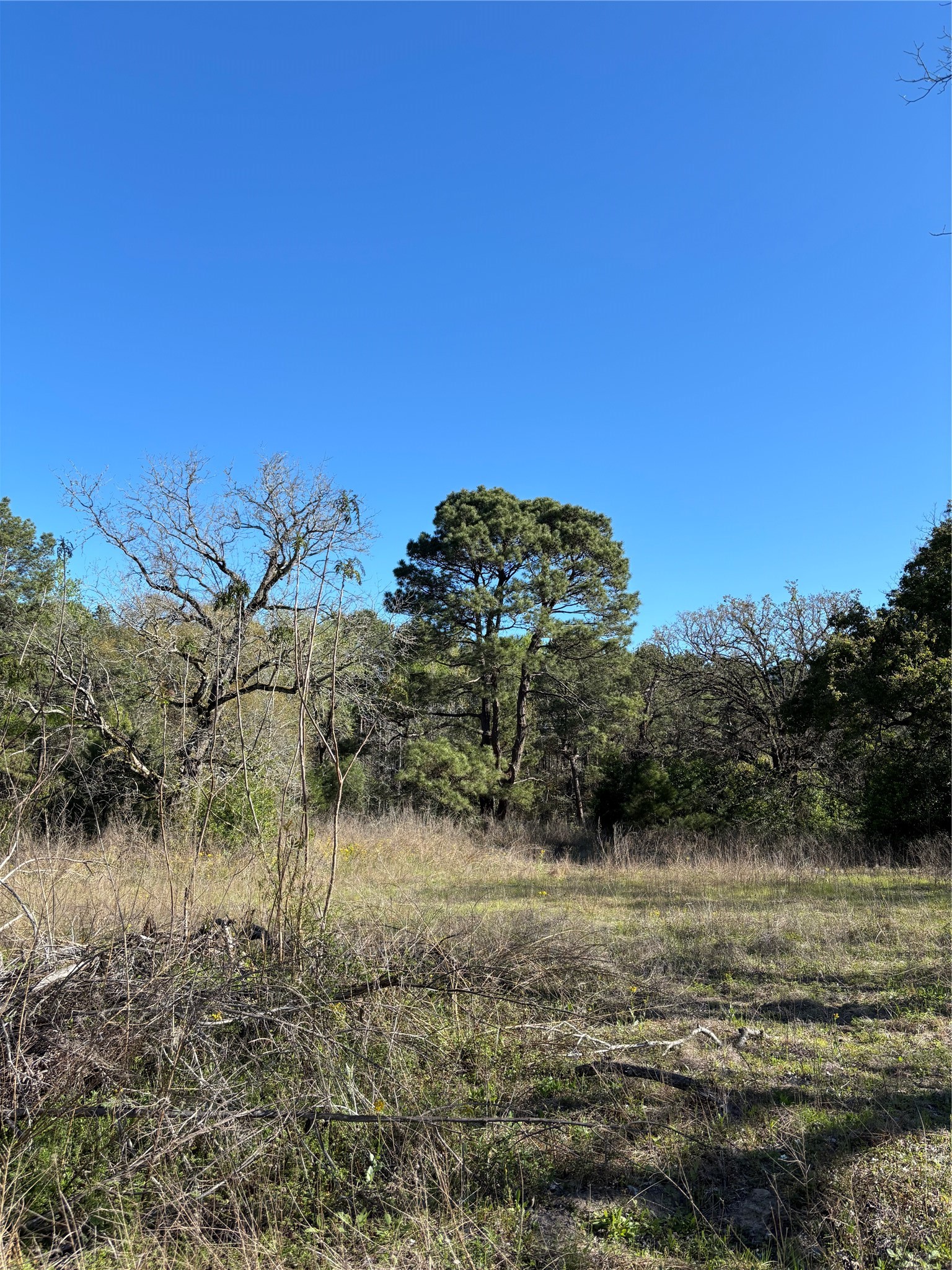 373 Johnson Road Huntsville, TX 77320 - Photo 9 of 12 I might be in the city limits but you can place a Modular Home or Build a Home per the city.