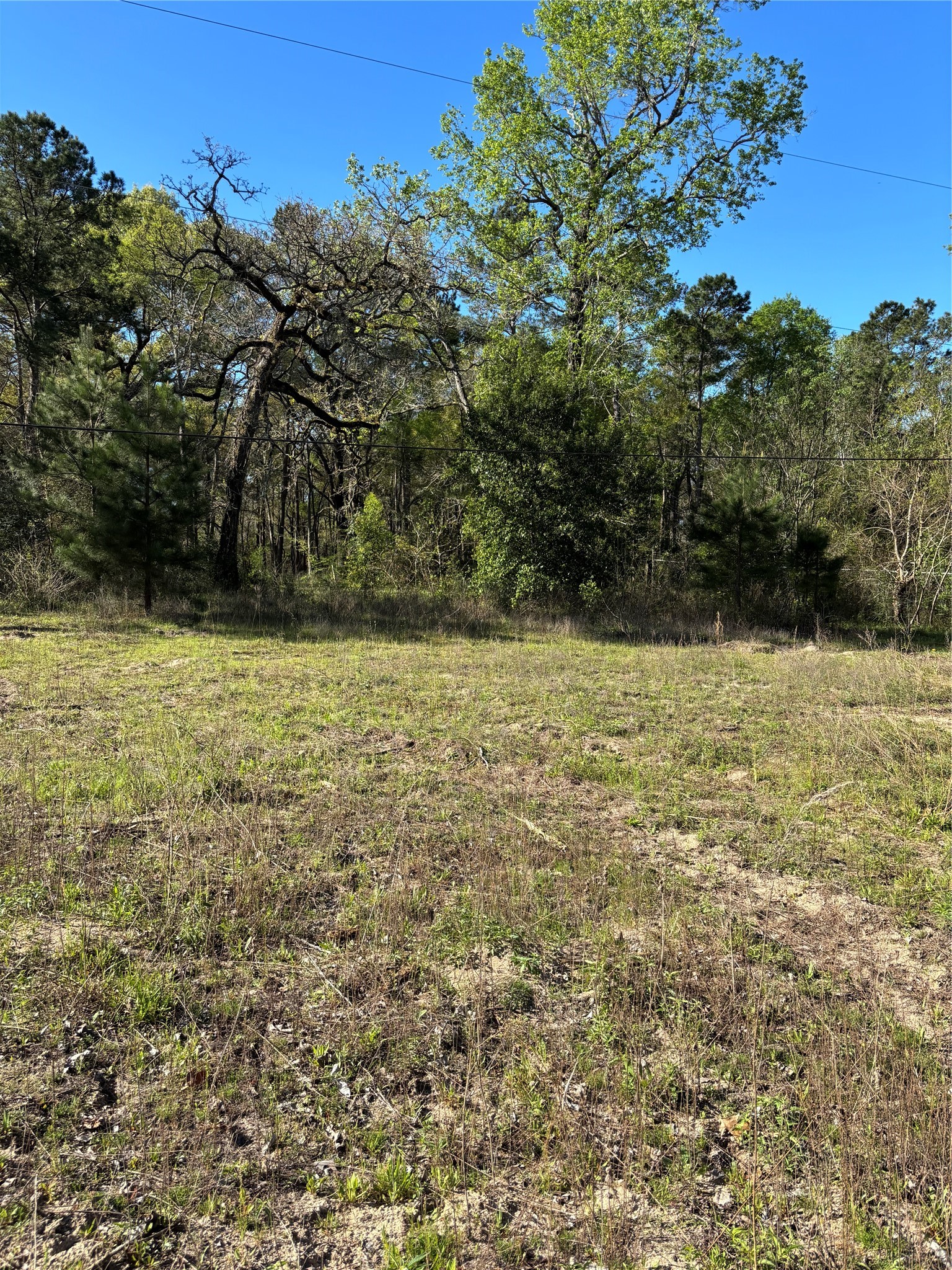 373 Johnson Road Huntsville, TX 77320 - Photo 10 of 12 Behind all the trees at the property line, the only back neighbor is 200+ acres of US Forestry land.