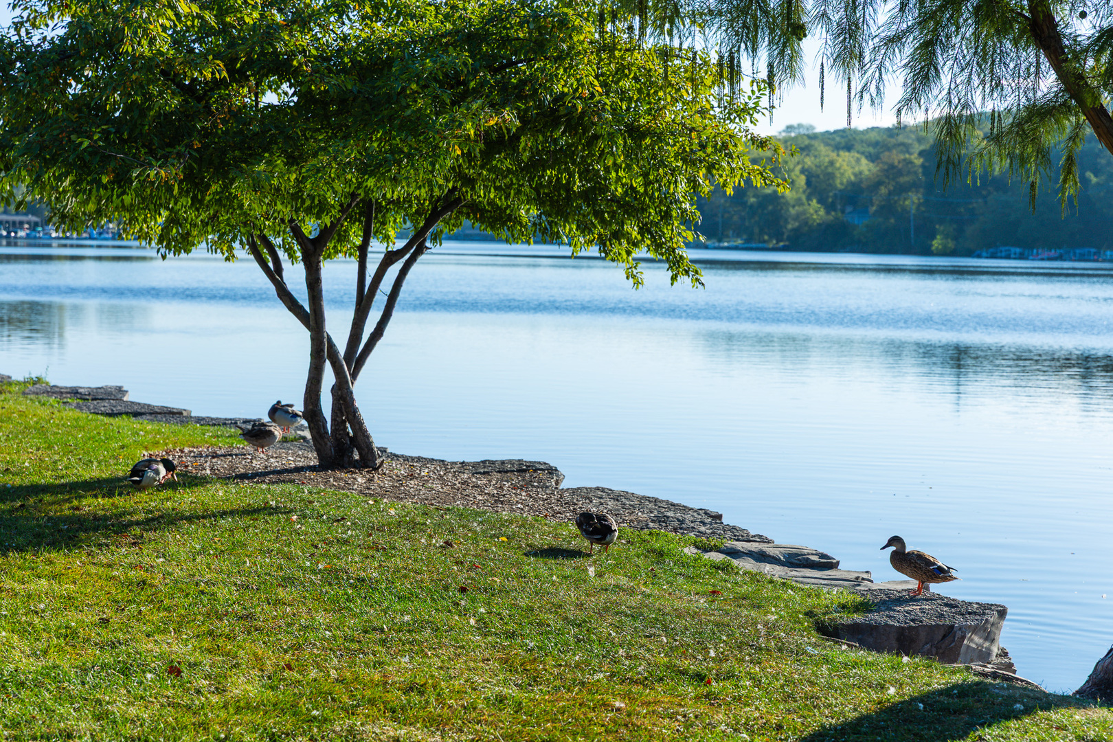 2308 Loop Road Algonquin, IL 60102 - Photo 68 of 73 a view of a tree in front of a house