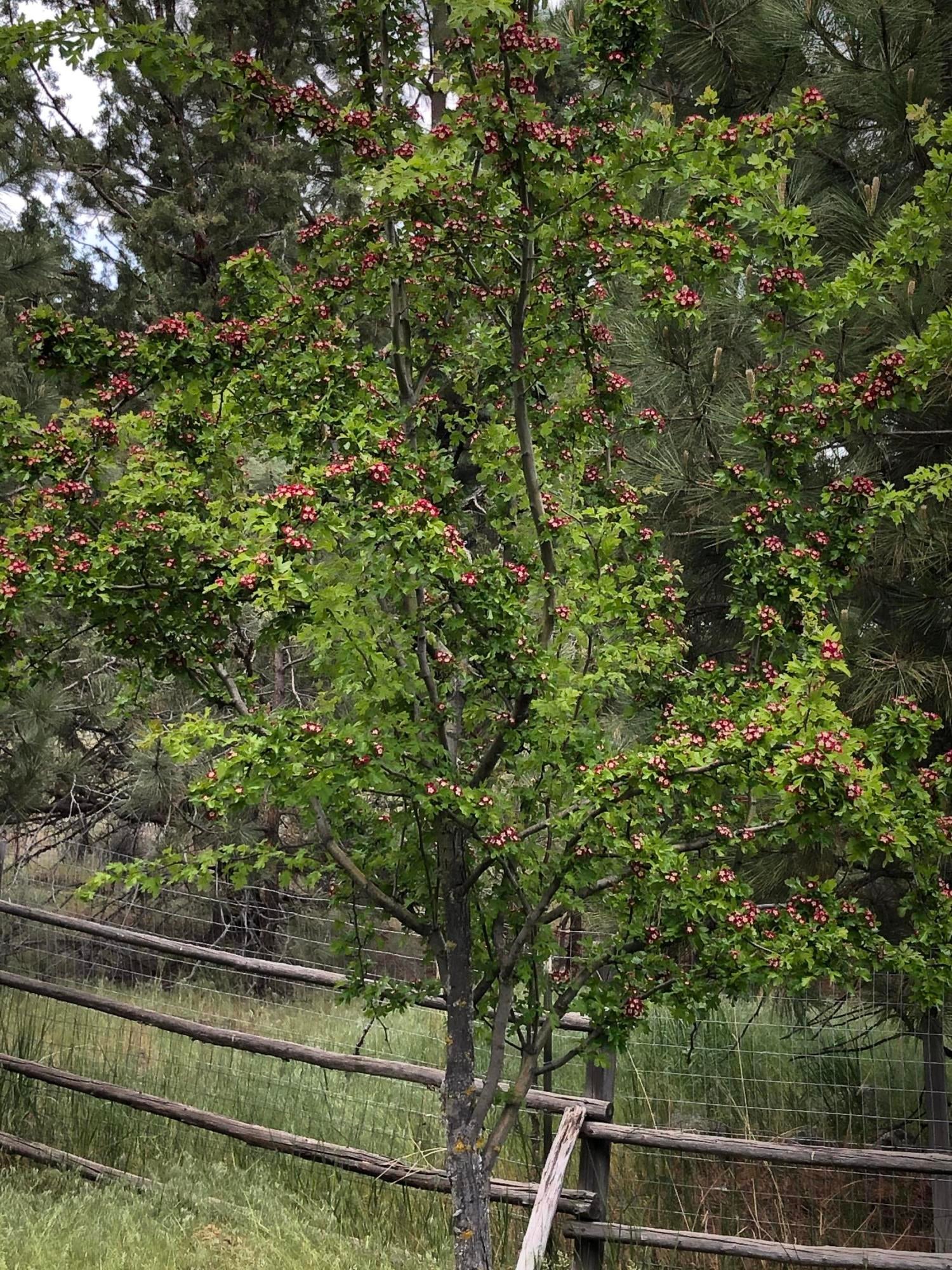 64943 Hunnell Road Bend, OR 97703 - Photo 65 of 70 Springtime photo