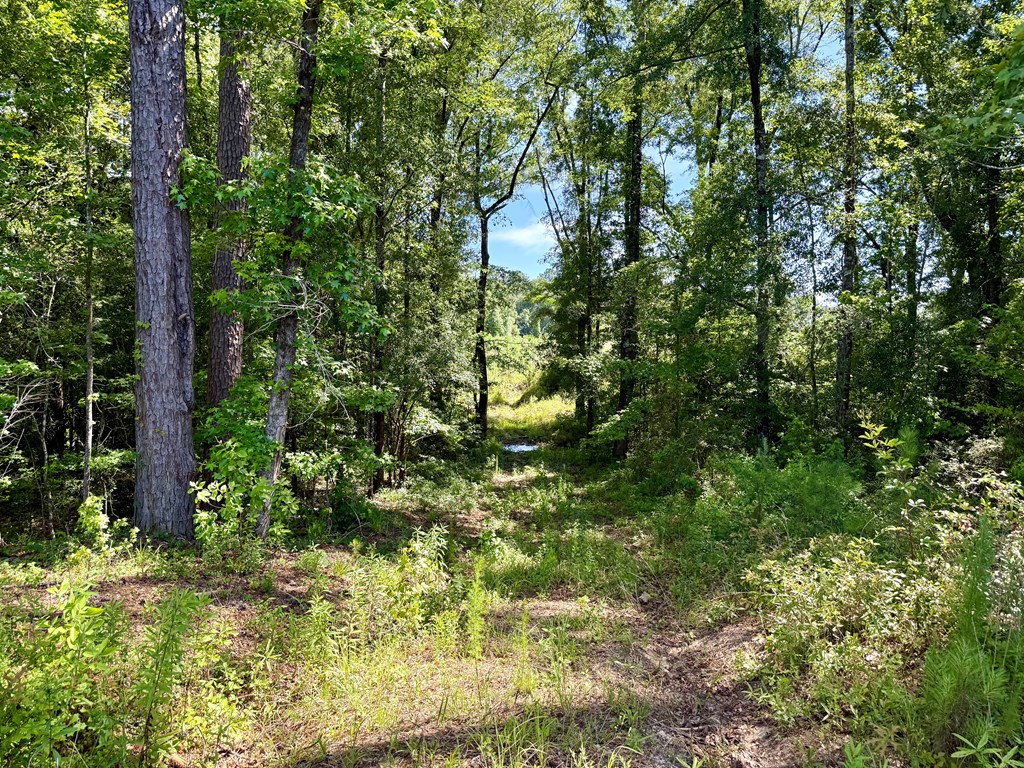 60-acres Hutton Road Hartford, AL 36344 - Photo 11 of 31