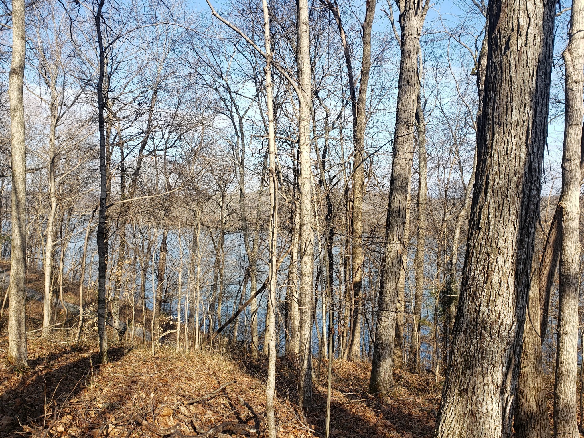 0 Refuge South Road Dover, TN 37058 - Photo 2 of 8 a backyard of a house with lots of green space