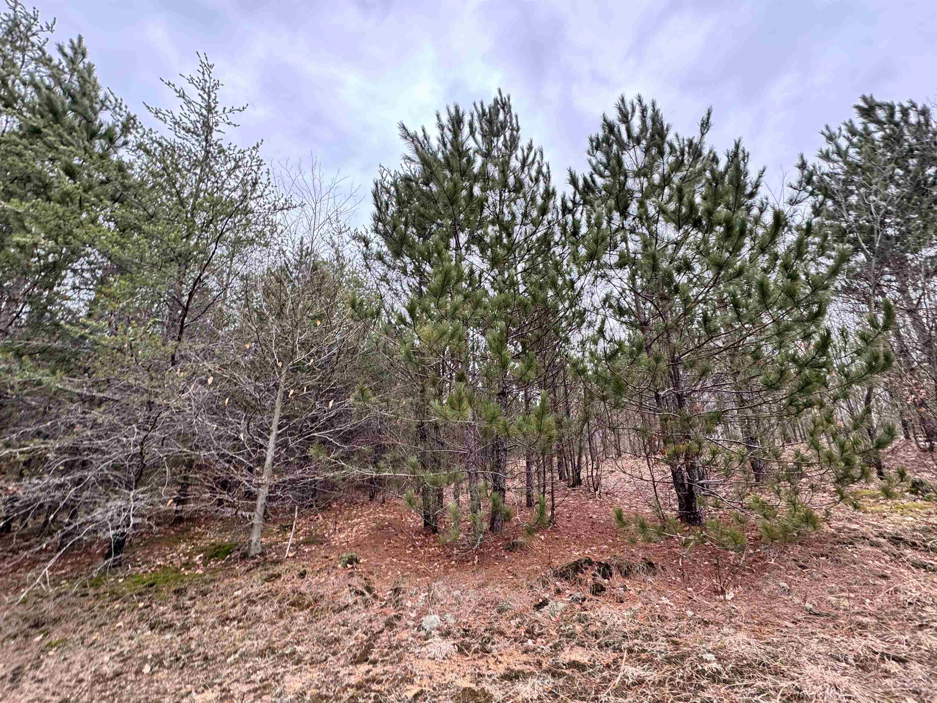 652 Phelps Road Northeast Kalkaska, MI 49646 - Photo 7 of 13