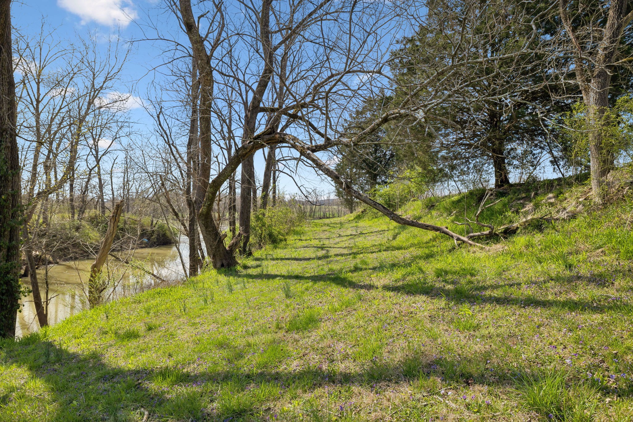 20 Bledsoe Borough Lane Riddleton, TN 37151 - Photo 56 of 72 a backyard of a house with a yard and large tree