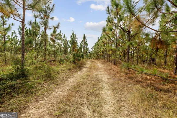 a view of a yard with plants and trees