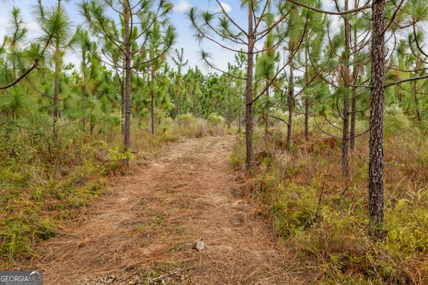 a view of a yard with trees