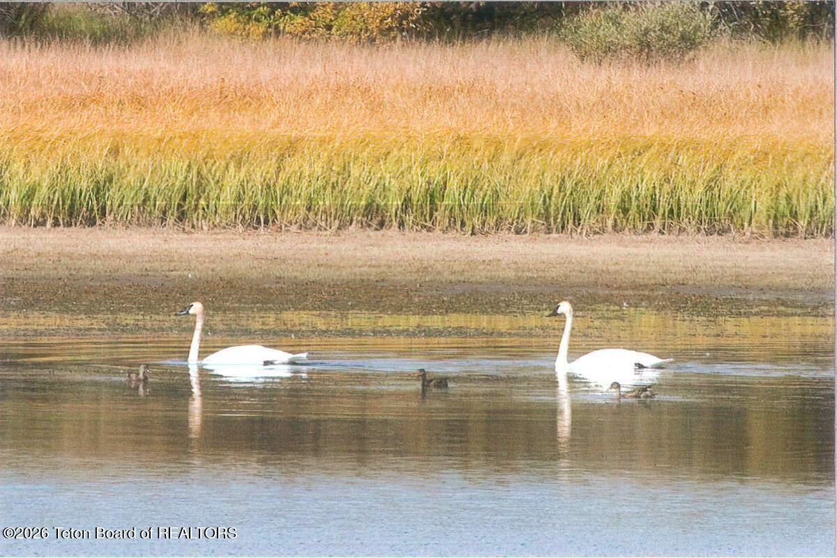 41 Marsh Creek Road Cora, WY 82925 - Photo 52 of 53 Swans