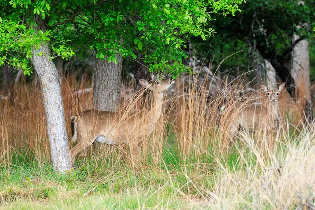 $1,095,000 | 2050 Adj Lane, Fredericksburg, TX 78624