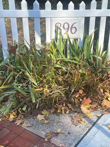 a view of a bunch of plants