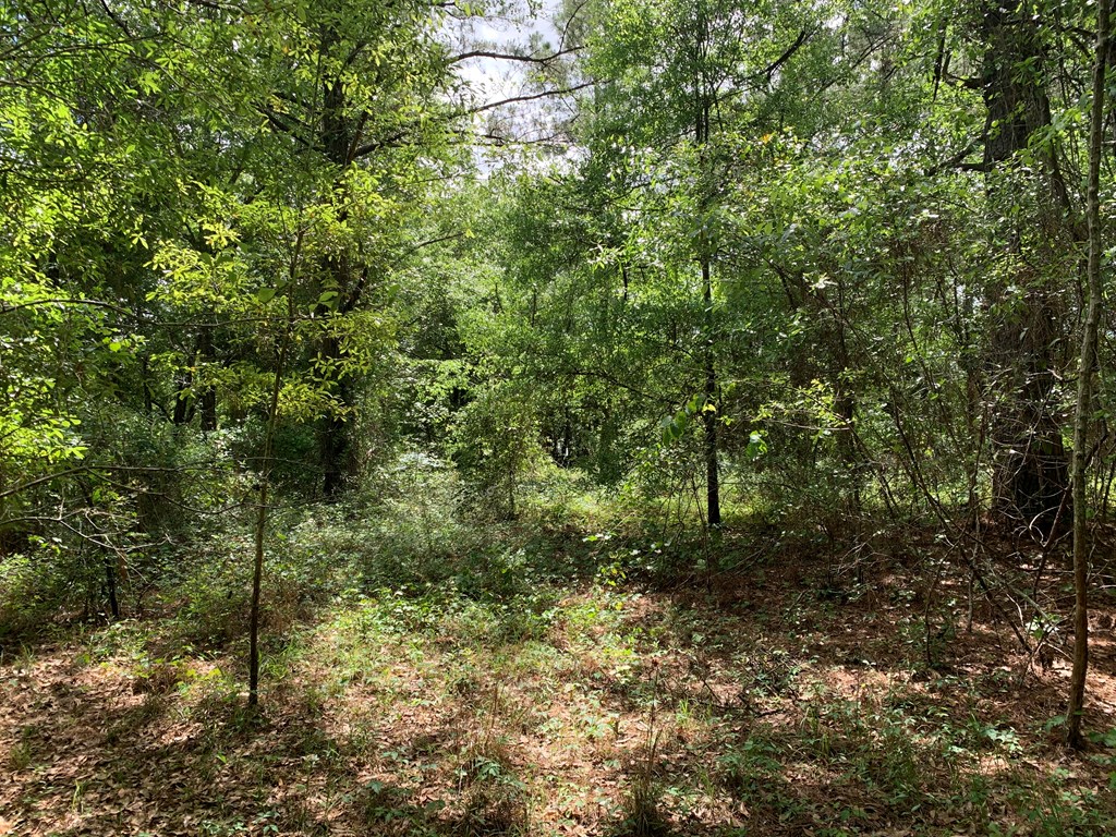 0 Womack Road Cottonwood, AL 36320 - Photo 3 of 3