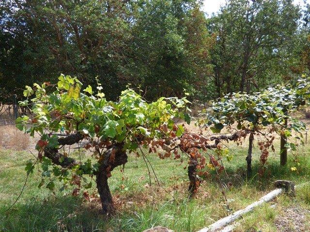 705 Missouri Flat Road Grants Pass, OR 97527 - Photo 33 of 35 Keep it small or go big?