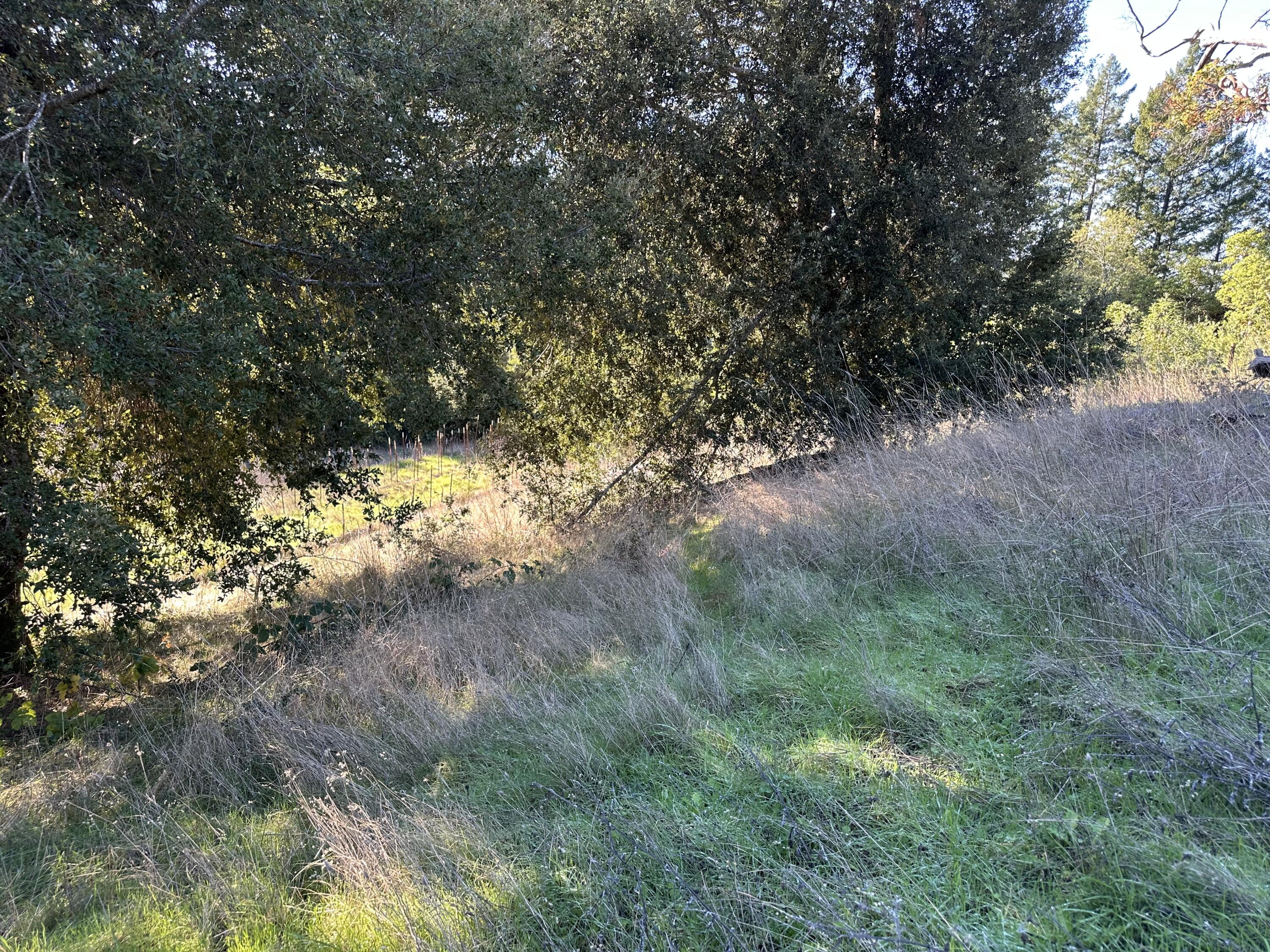 4756 Wilder Ridge Road Garberville, CA 95542 - Photo 28 of 43 IMG_8094