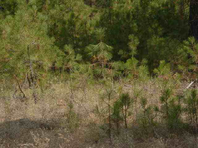 8100 South Spotted Road Cheney, WA 99004 - Photo 1 of 6