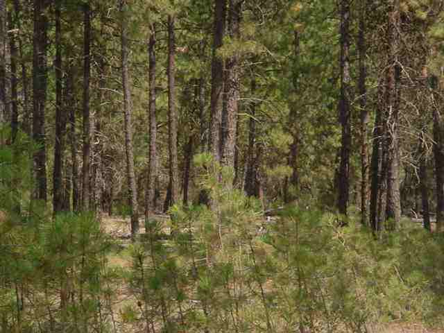 8100 South Spotted Road Cheney, WA 99004 - Photo 2 of 6