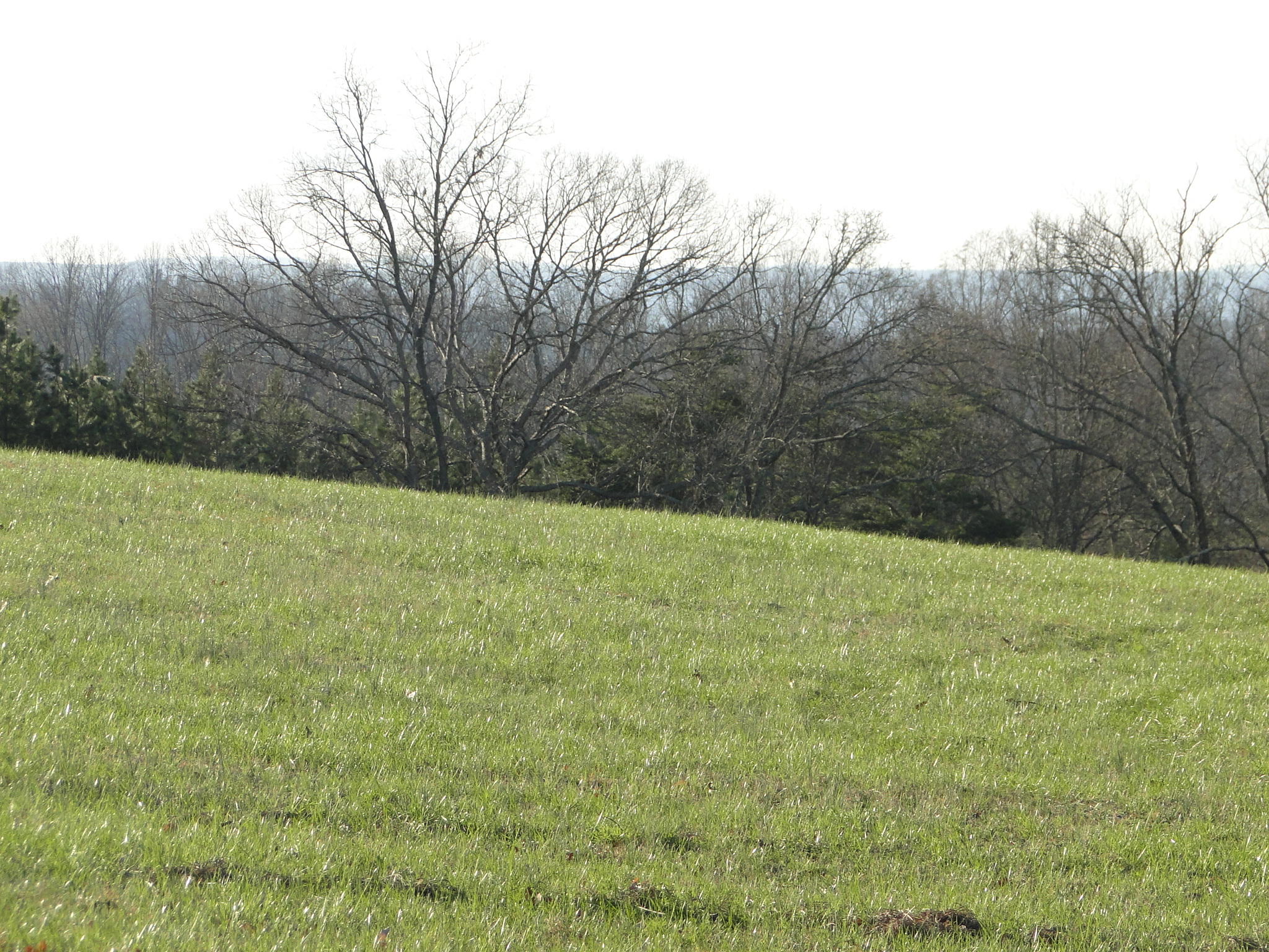 Tract #1 Brickell Ridge Road Decatur, TN 37322 - Photo 17 of 28 DSC08171
