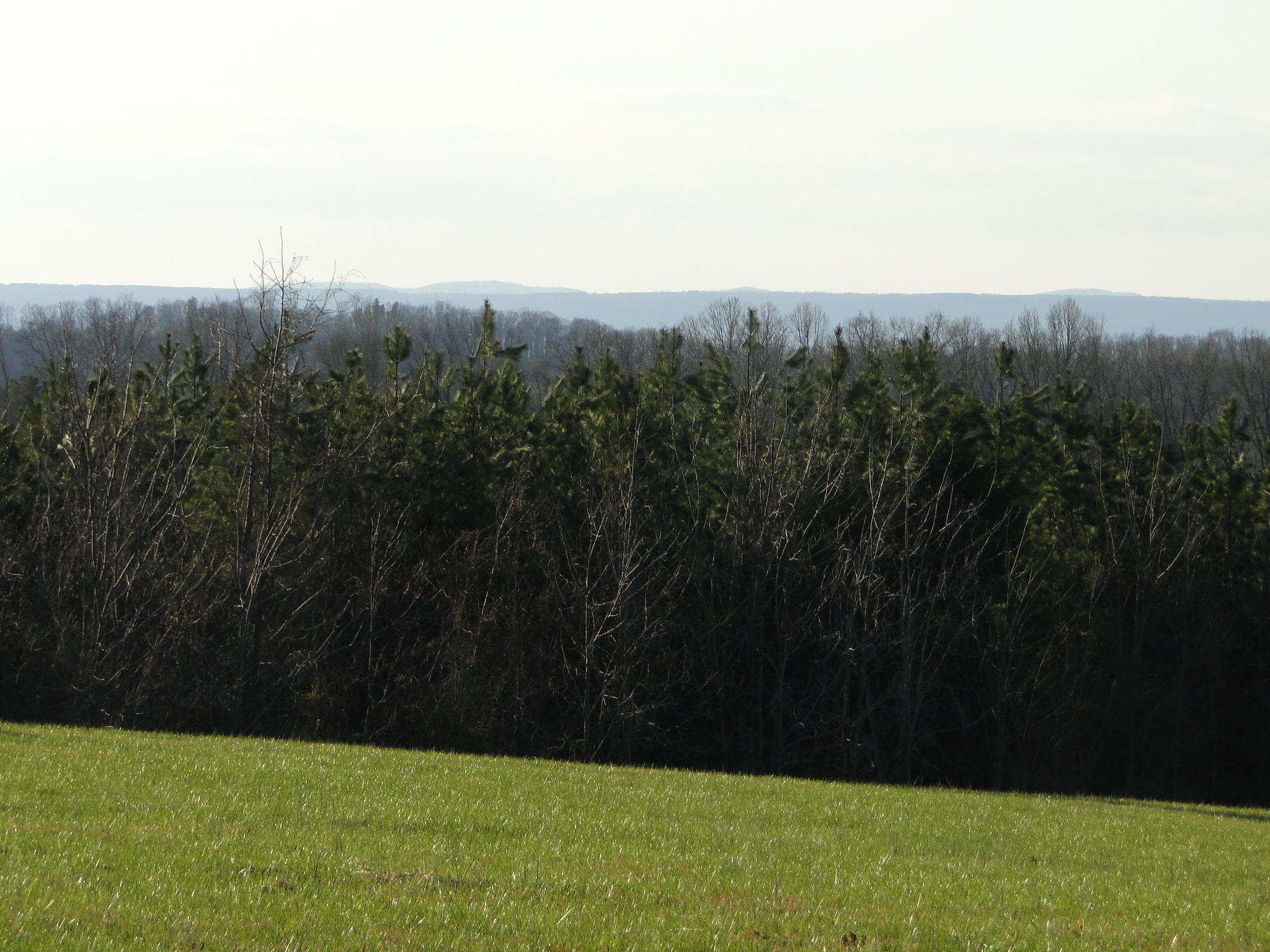 Tract #1 Brickell Ridge Road Decatur, TN 37322 - Photo 21 of 28 DSC08175