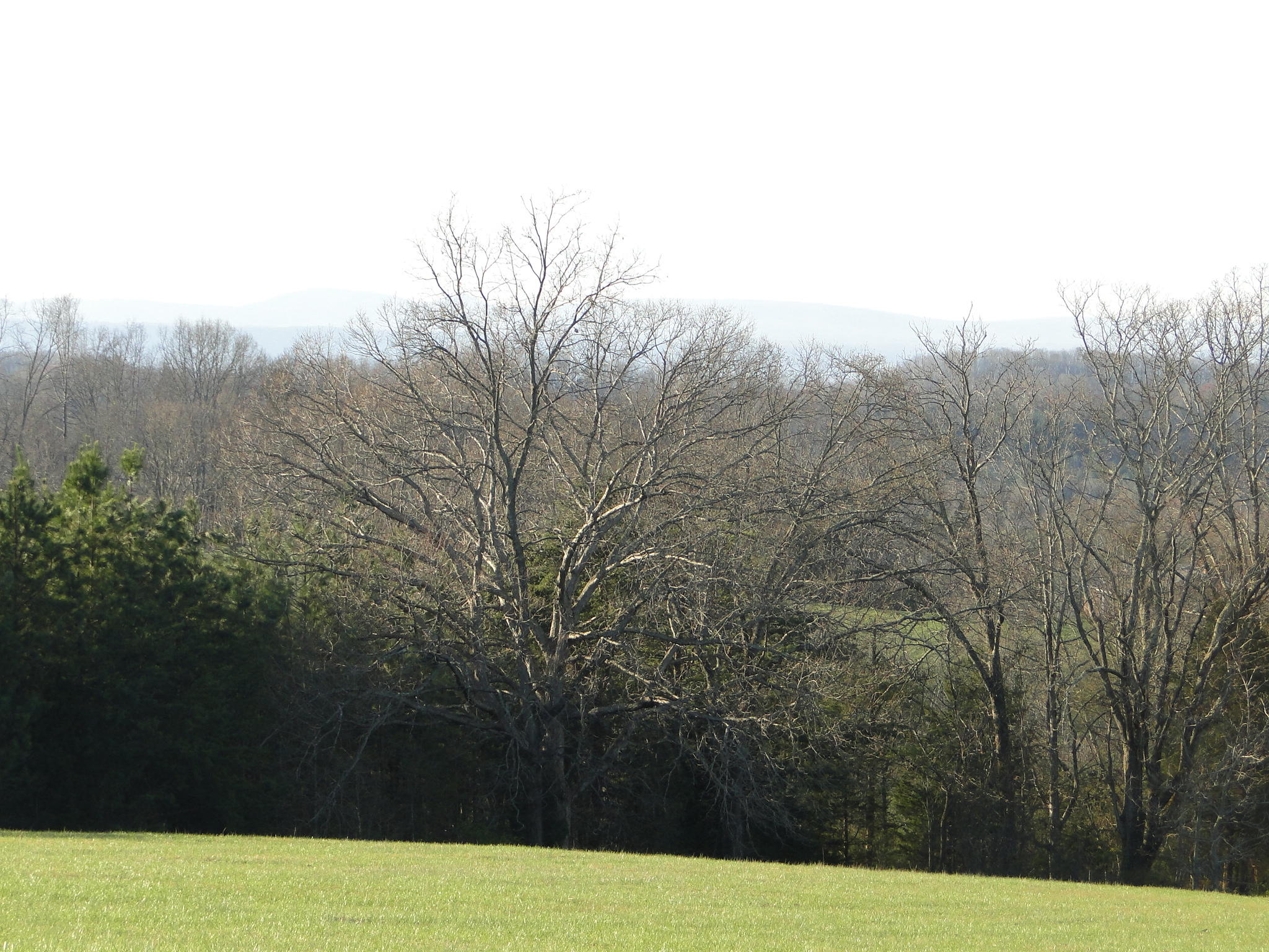 Tract #1 Brickell Ridge Road Decatur, TN 37322 - Photo 22 of 28 DSC08176