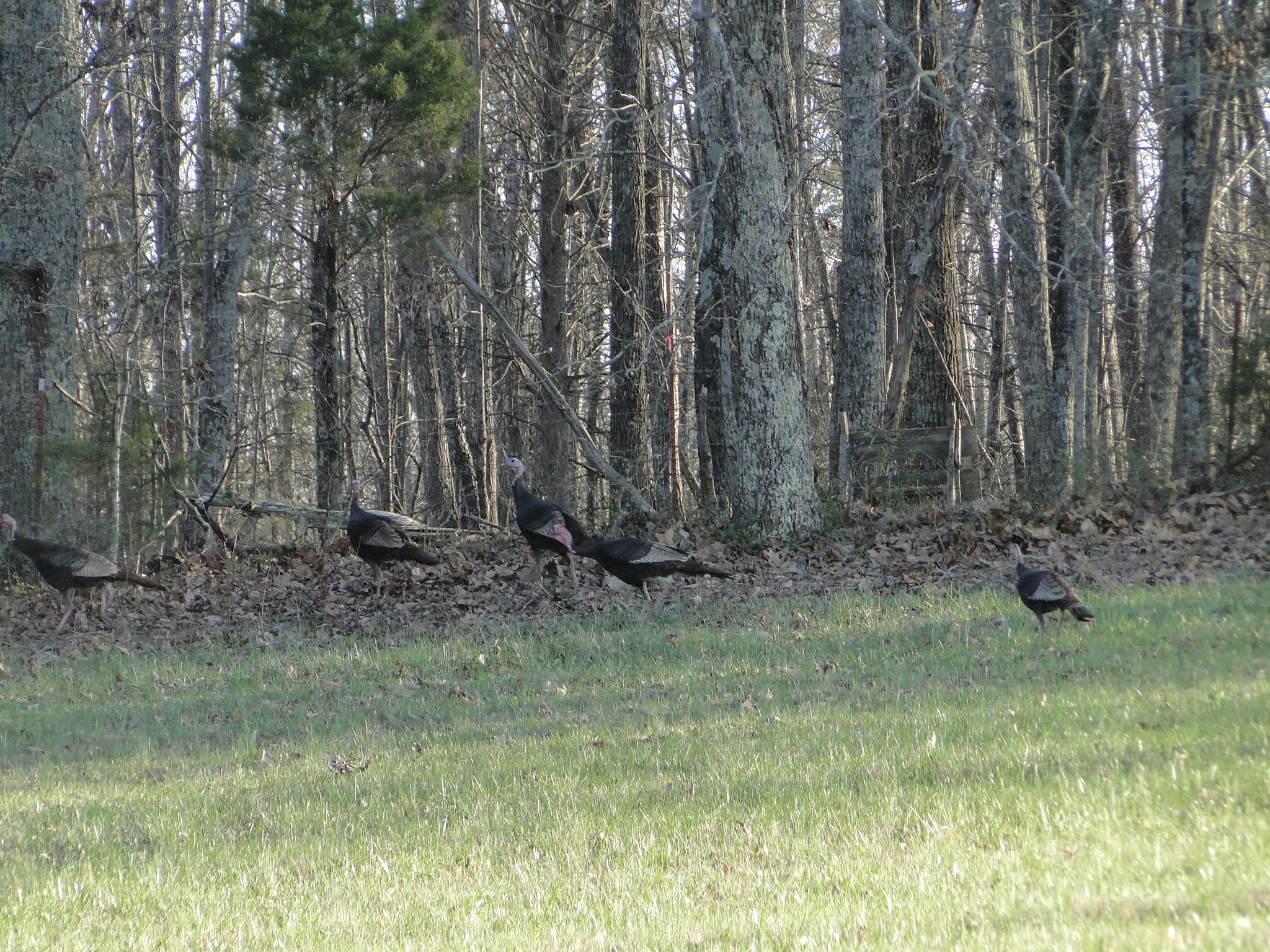 Tract #1 Brickell Ridge Road Decatur, TN 37322 - Photo 5 of 28 DSC08168