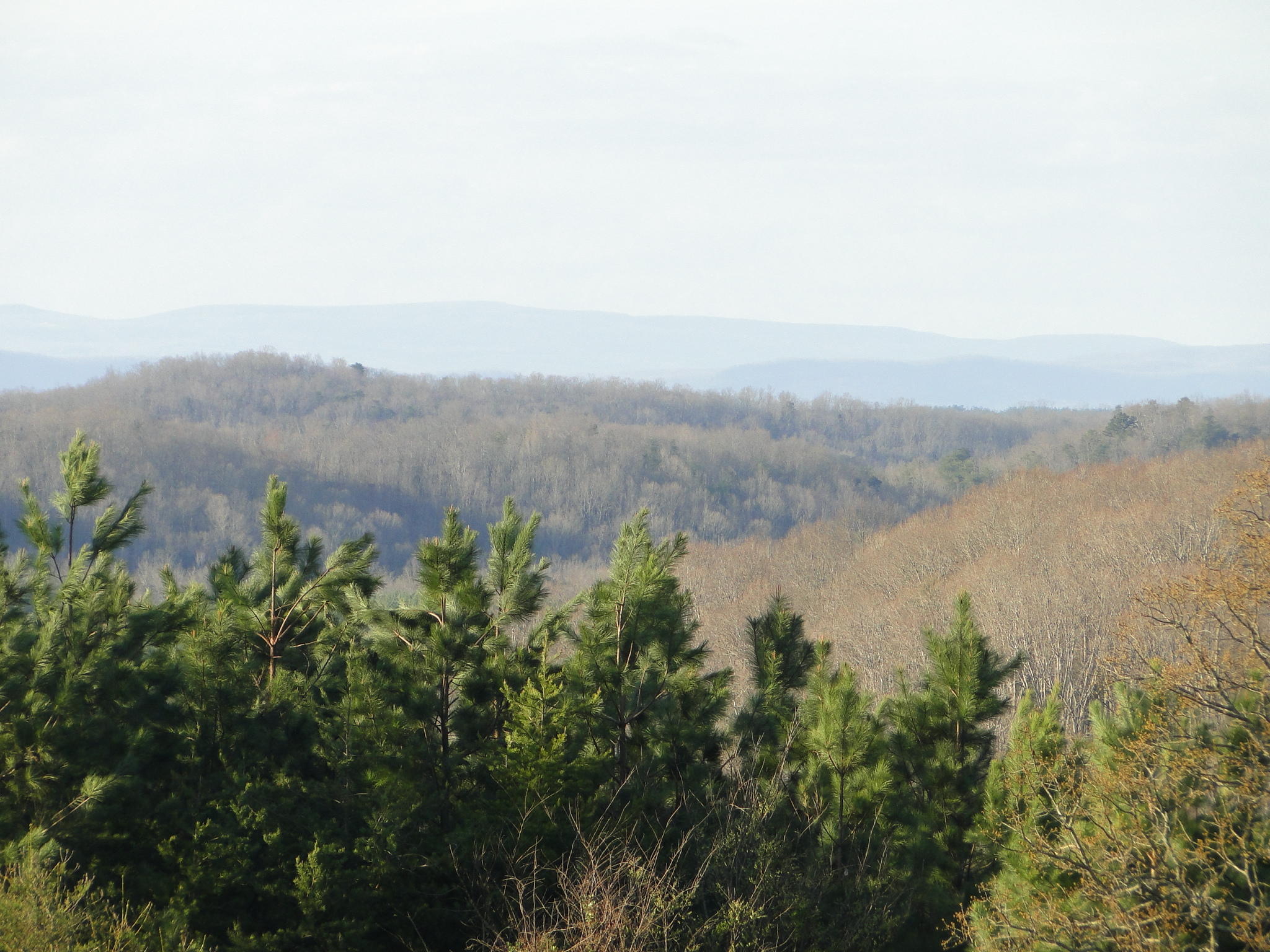 Tract #1 Brickell Ridge Road Decatur, TN 37322 - Photo 9 of 28 DSC08160