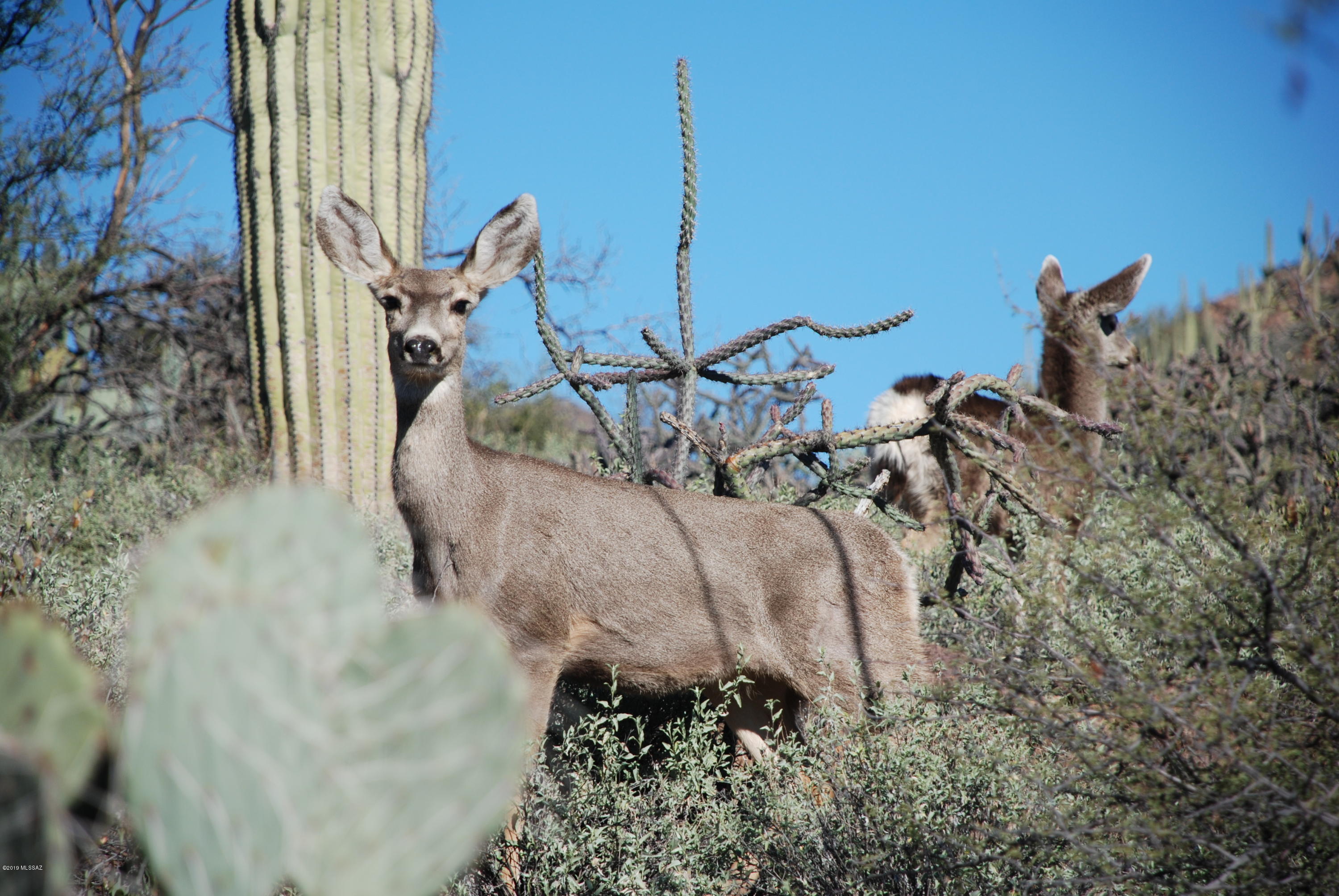5140 West Trails End Road Tucson, AZ 85745 - Photo 45 of 46 Gallery Image 45
