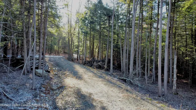 a view of a backyard with plants and large trees