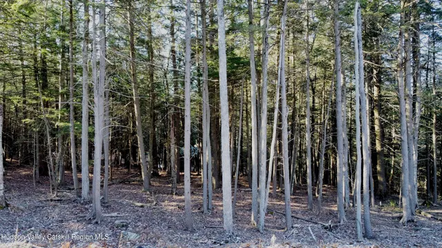 a view of a park with trees in the background