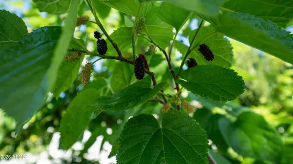 $375,000 | 637 South Copper Drive, Apache Junction, AZ 85120