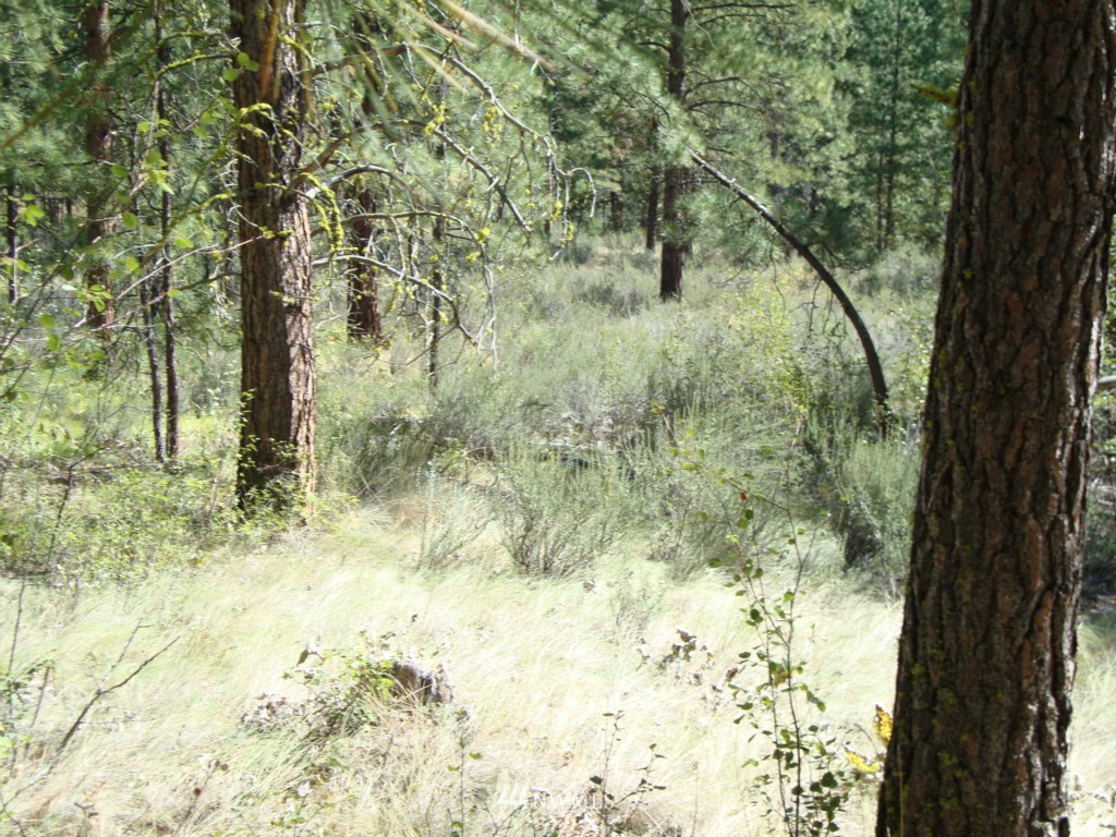 0 Poorman Creek Road Twisp, WA 98856 - Photo 1 of 1 Gallery Image 1
