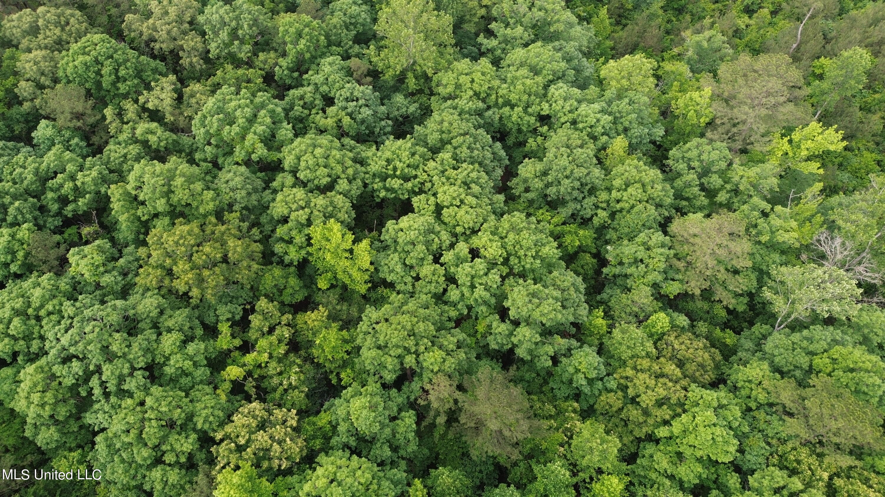 1885 Shiloh Road Brandon, MS 39042 - Photo 10 of 12 DJI_0018