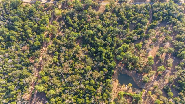 a close up of a tree